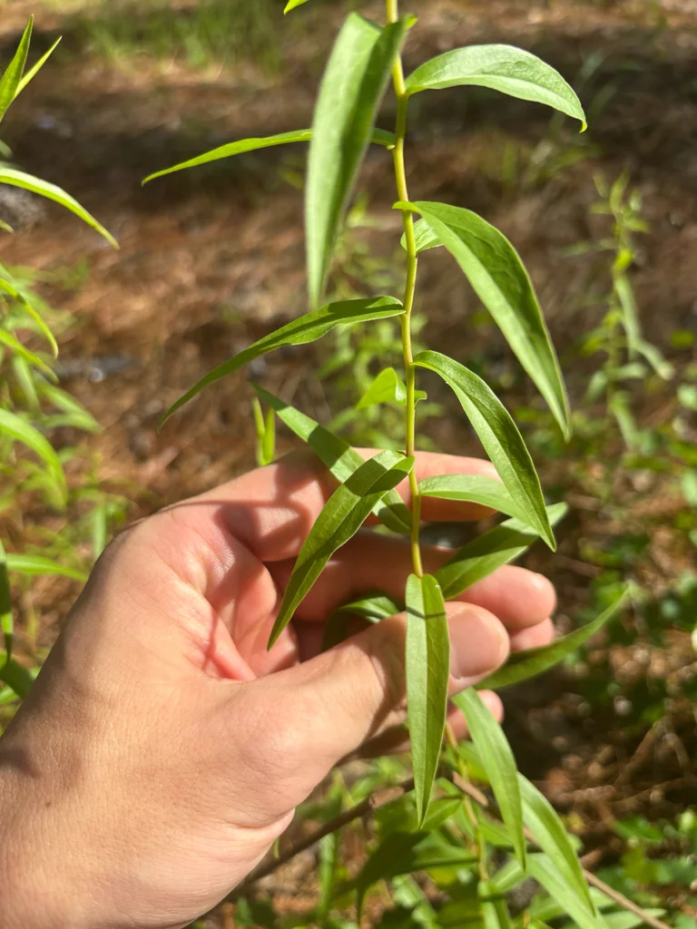 Solidago Odora