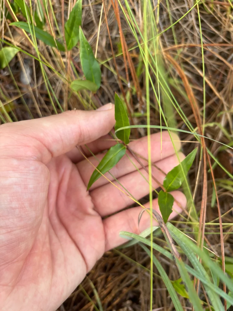 Gelsemium Sempervirens