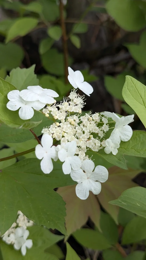 Viburnum Opulus Var. Americanum