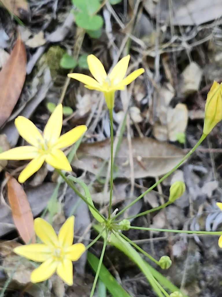 Triteleia Ixioides