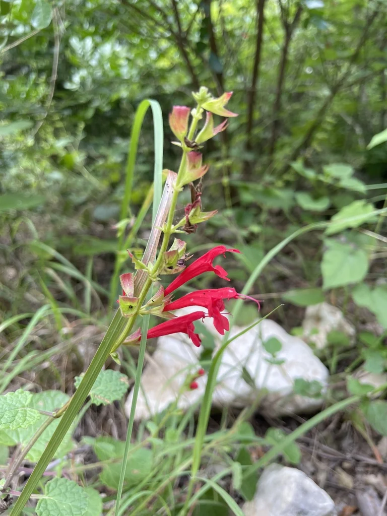 Salvia Roemeriana