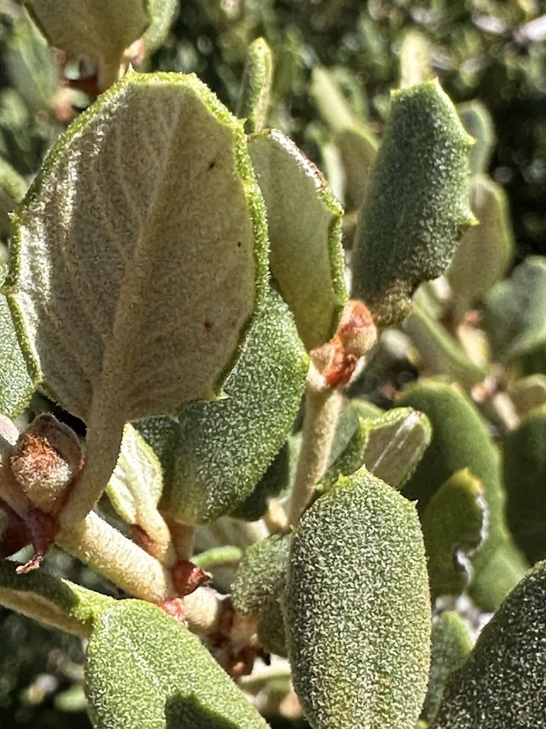 Ceanothus Crassifolius