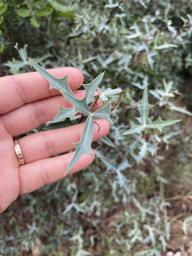 Berberis Trifoliolata