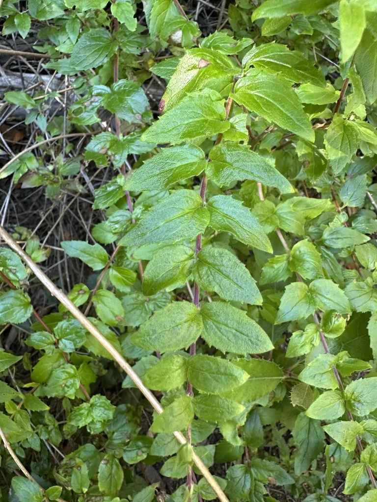 Keckiella Cordifolia