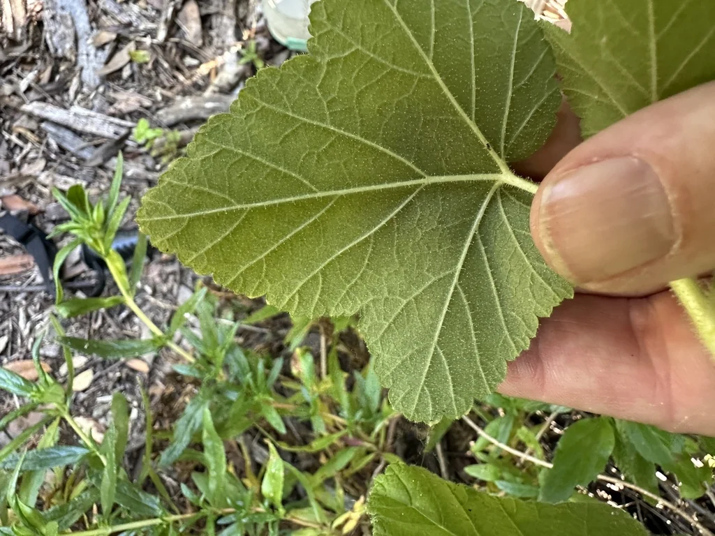 Ribes Malvaceum