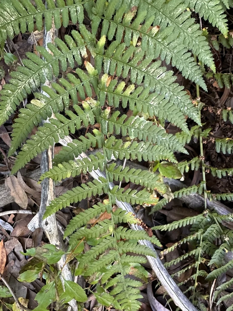 Dryopteris arguta
