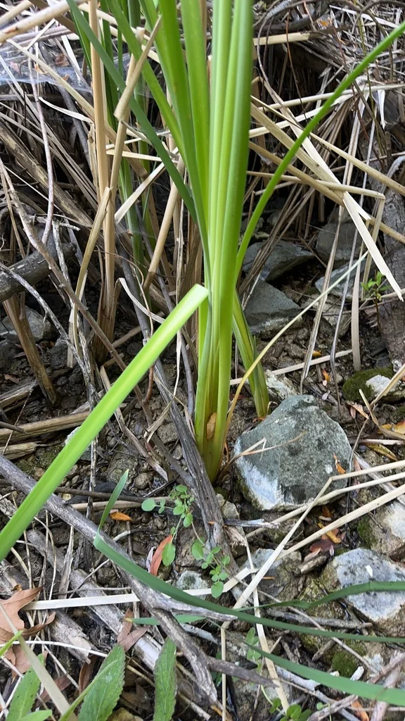 Typha Domingensis