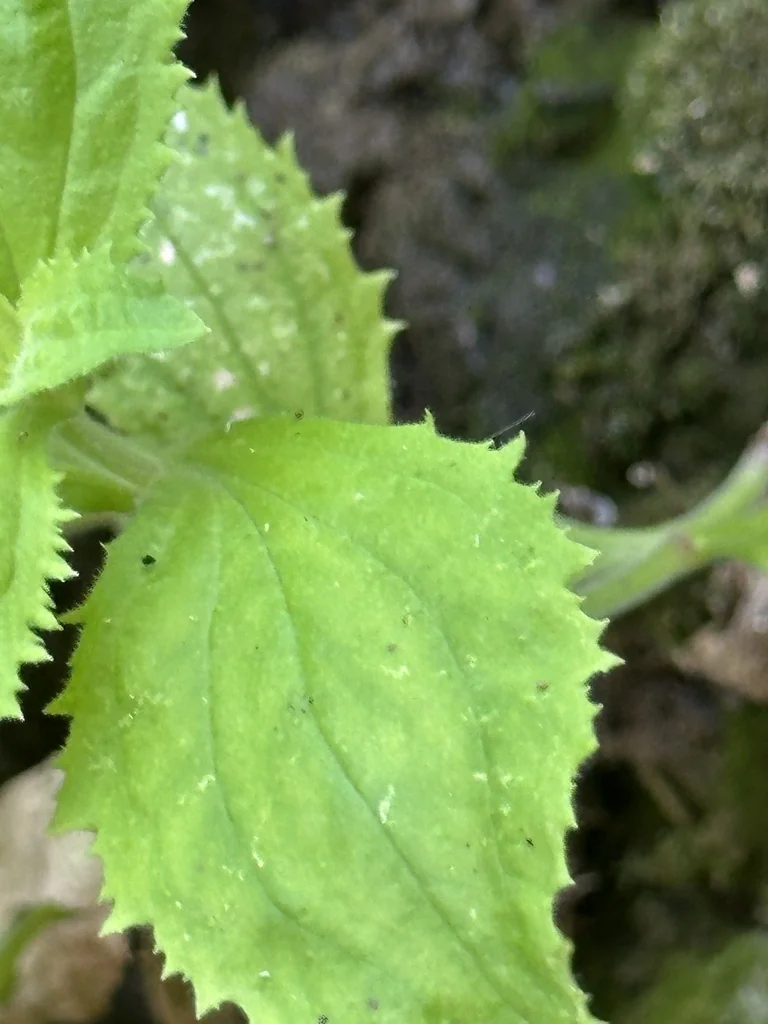Mimulus Cardinalis