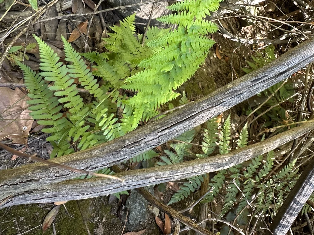 Dryopteris arguta