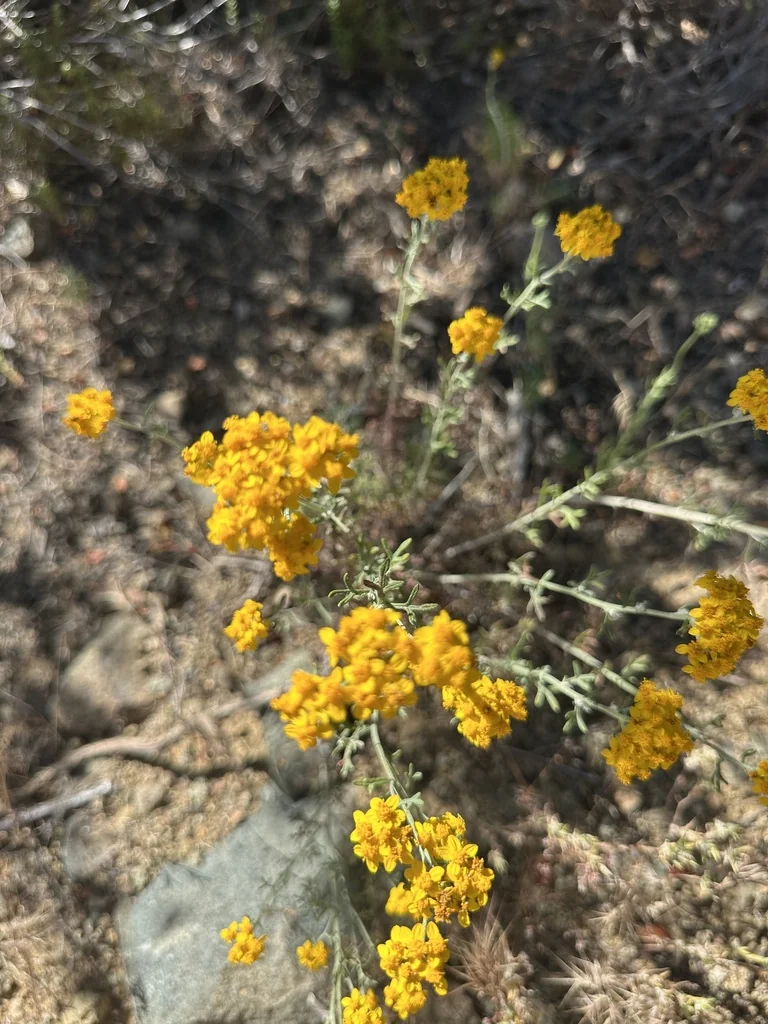 Eriophyllum Confertiflorum