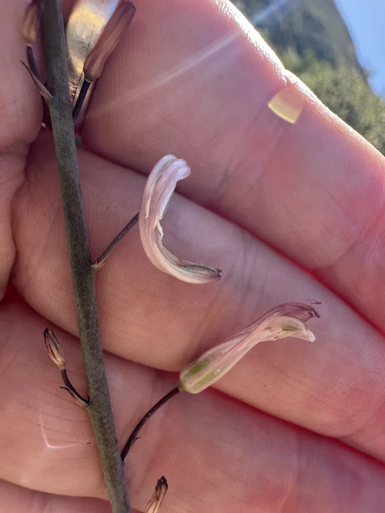 Chlorogalum Pomeridianum