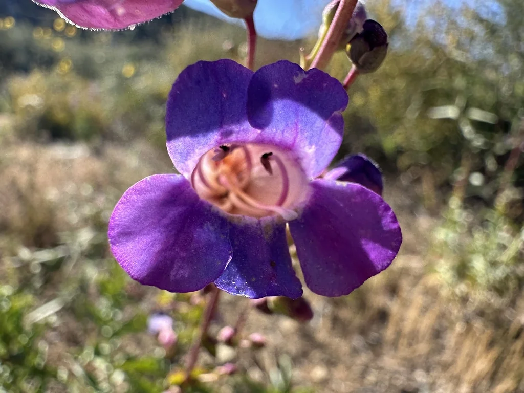 Penstemon Spectabilis