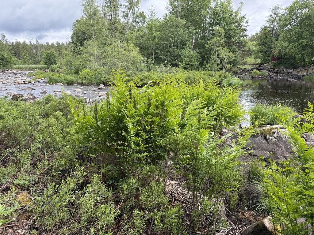 Osmunda Regalis