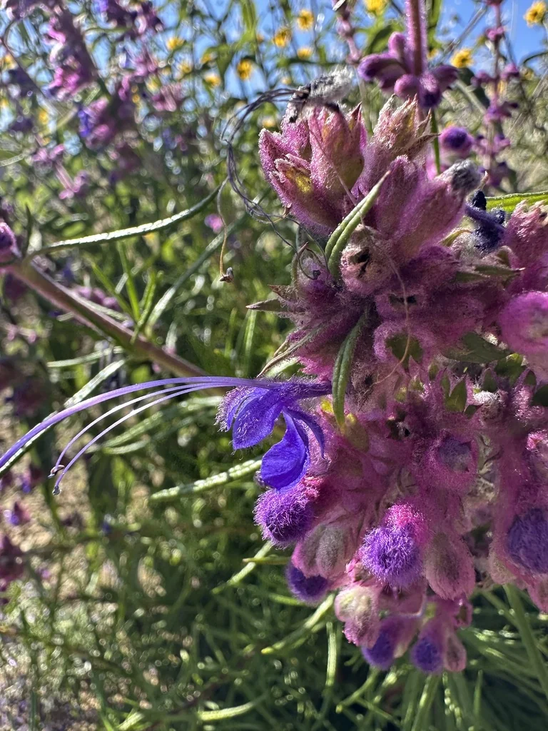 Trichostema Lanatum