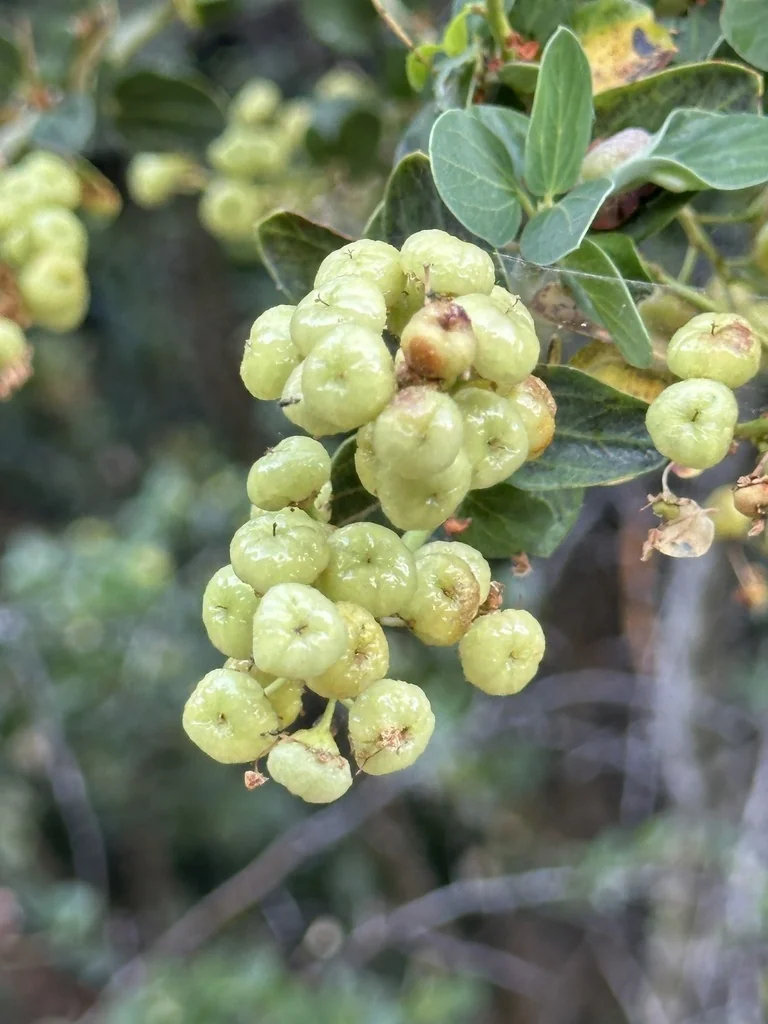Ceanothus Leucodermis