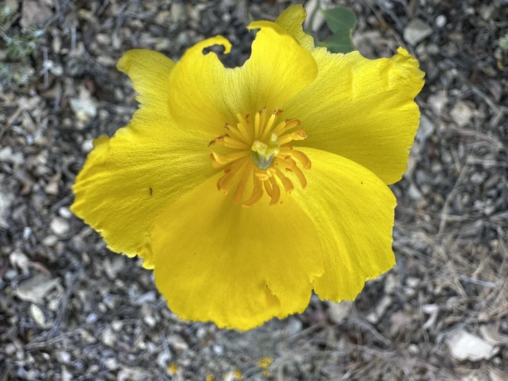 Dendromecon Rigida