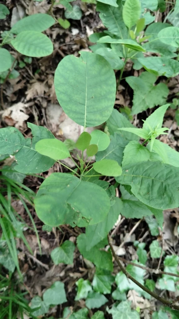 Cotinus coggygria