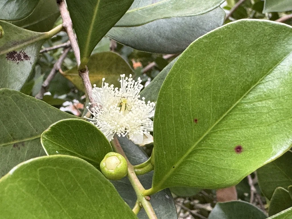 Psidium Cattleianum