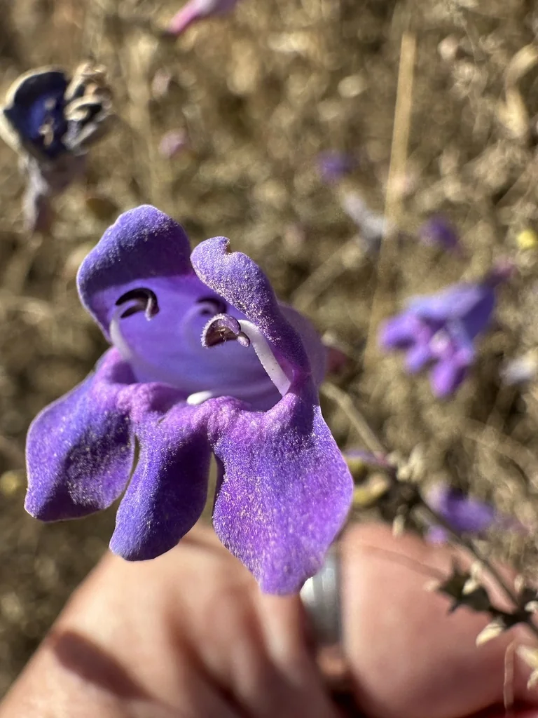 Penstemon Heterophyllus