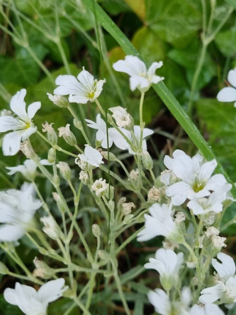 Cerastium tomentosum