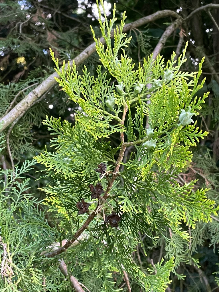 Platycladus Orientalis