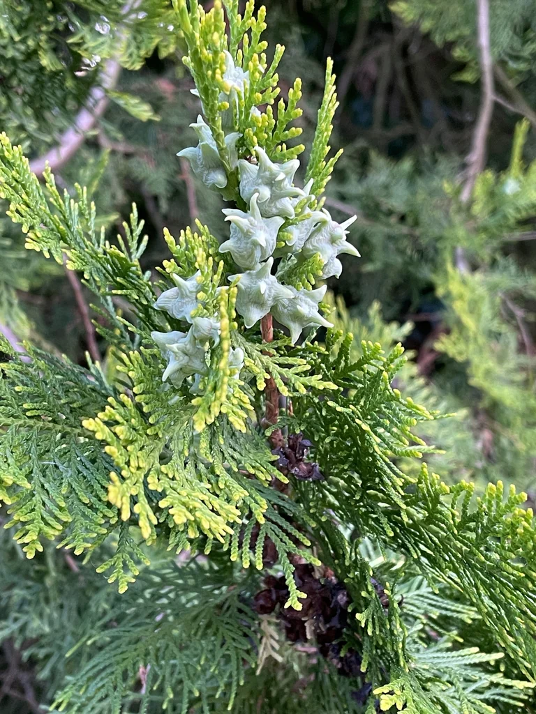 Platycladus Orientalis