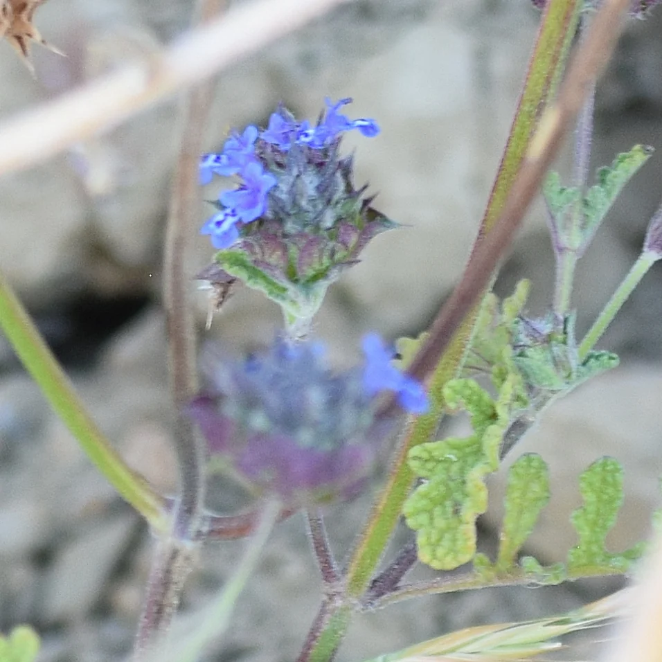 Salvia Columbariae