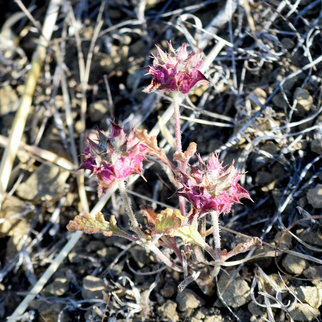 Salvia Columbariae