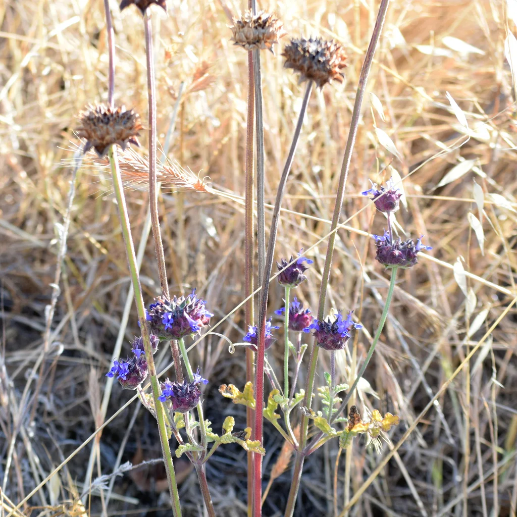 Salvia Columbariae