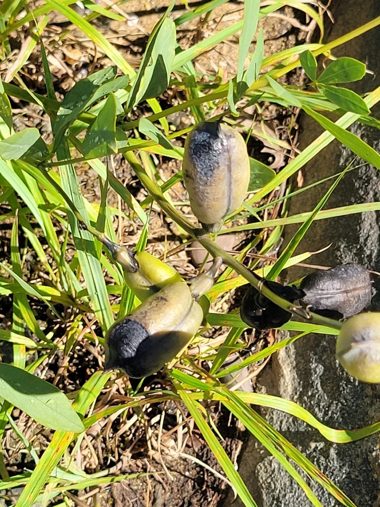 Baptisia Australis