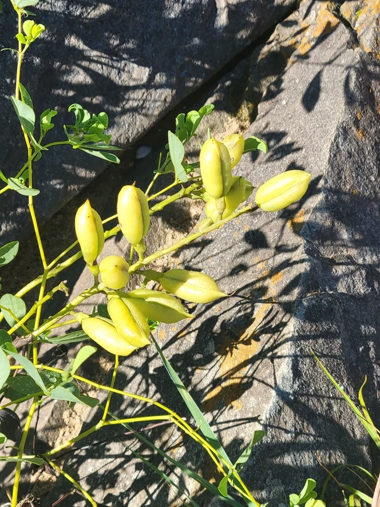 Baptisia Australis