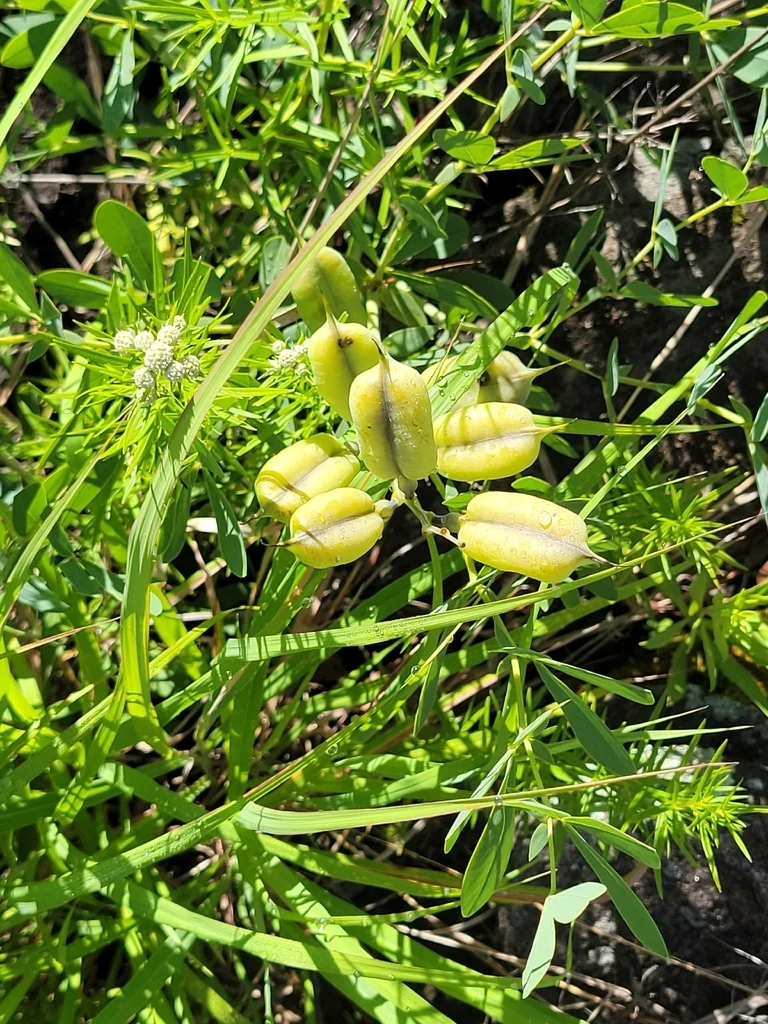 Baptisia Australis