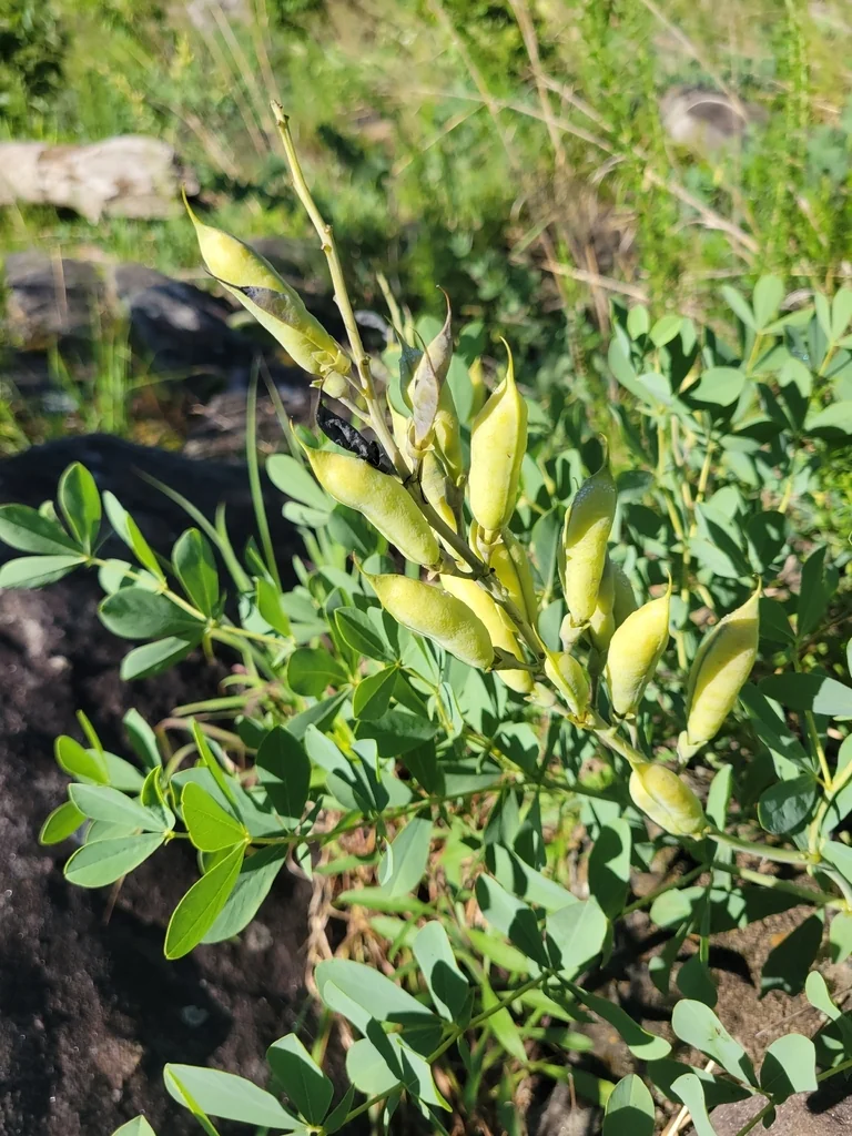 Baptisia Australis