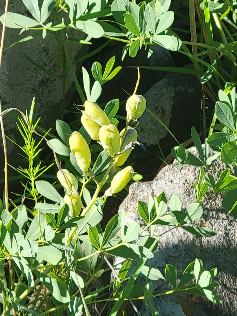 Baptisia Australis
