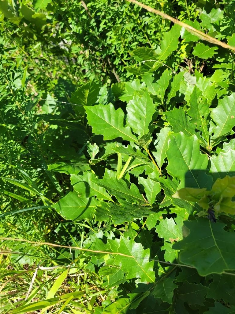 Quercus Bicolor