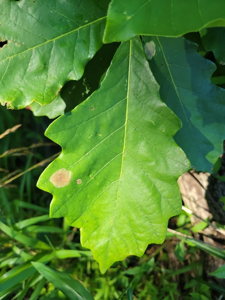 Quercus Bicolor