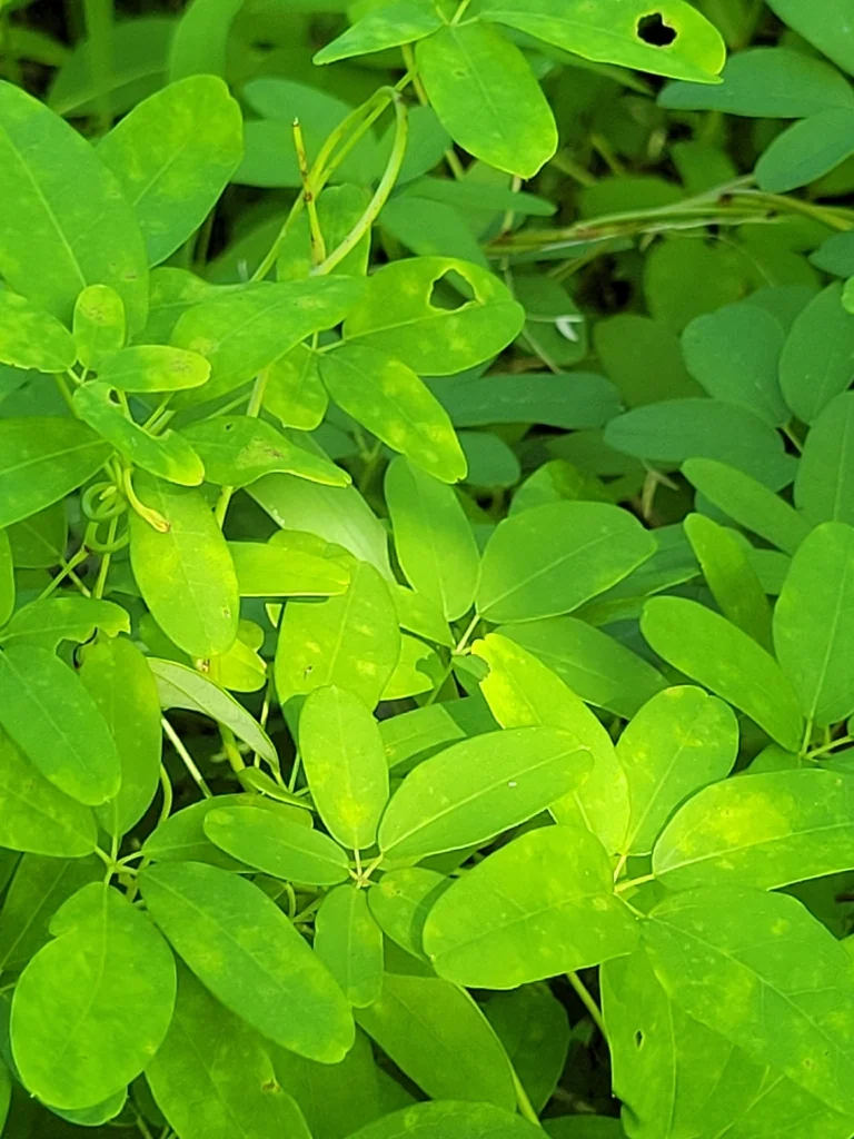 Akebia Quinata