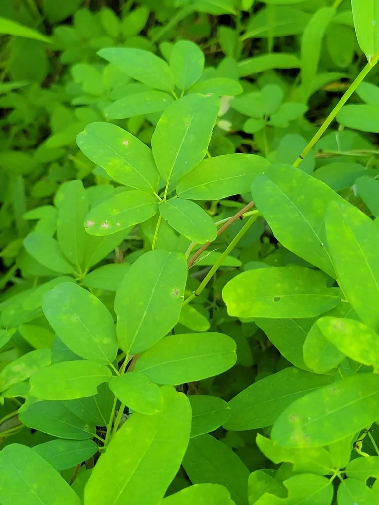 Akebia Quinata