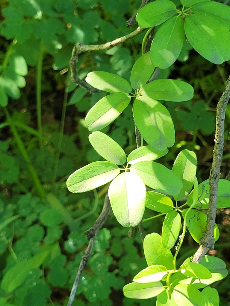 Akebia Quinata