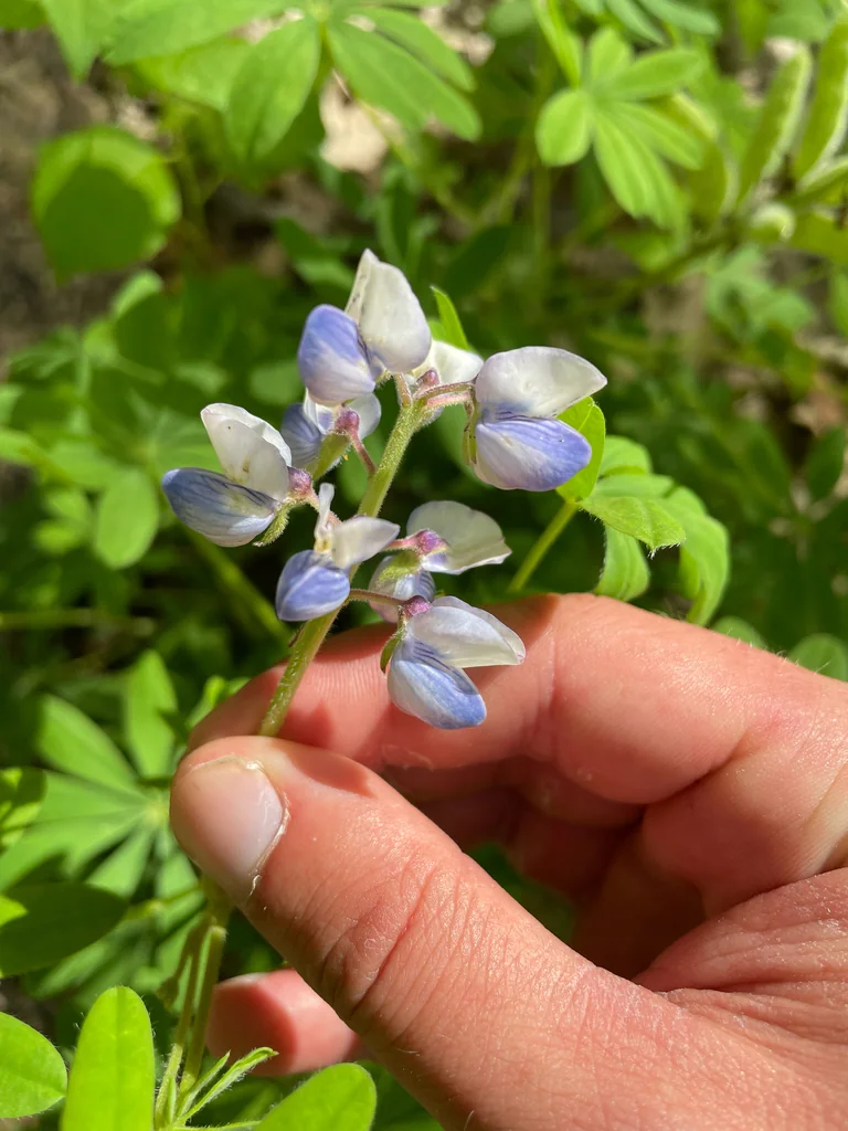 Lupinus Perennis