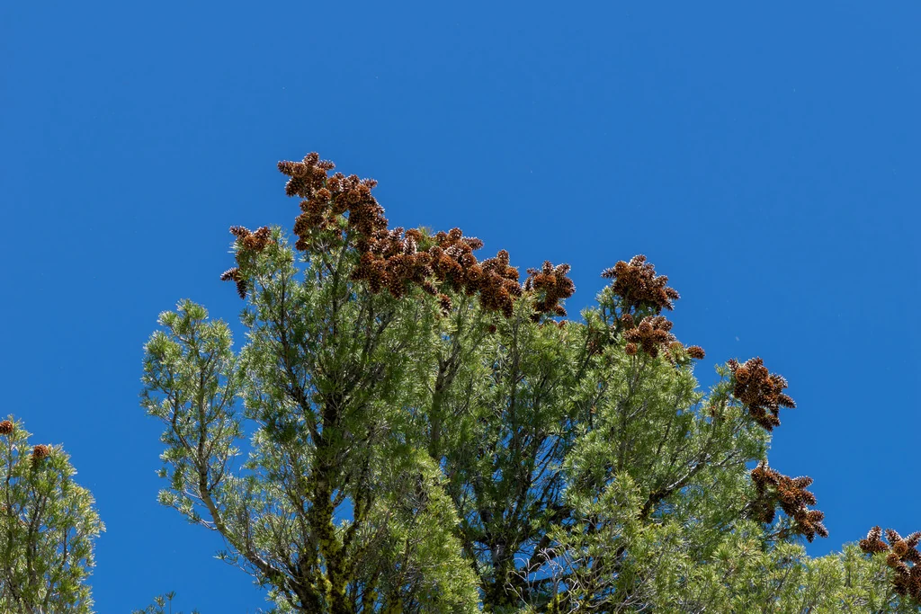 Pinus Monticola