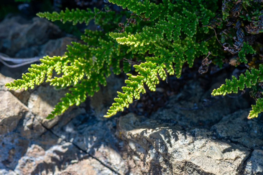 Myriopteris Covillei