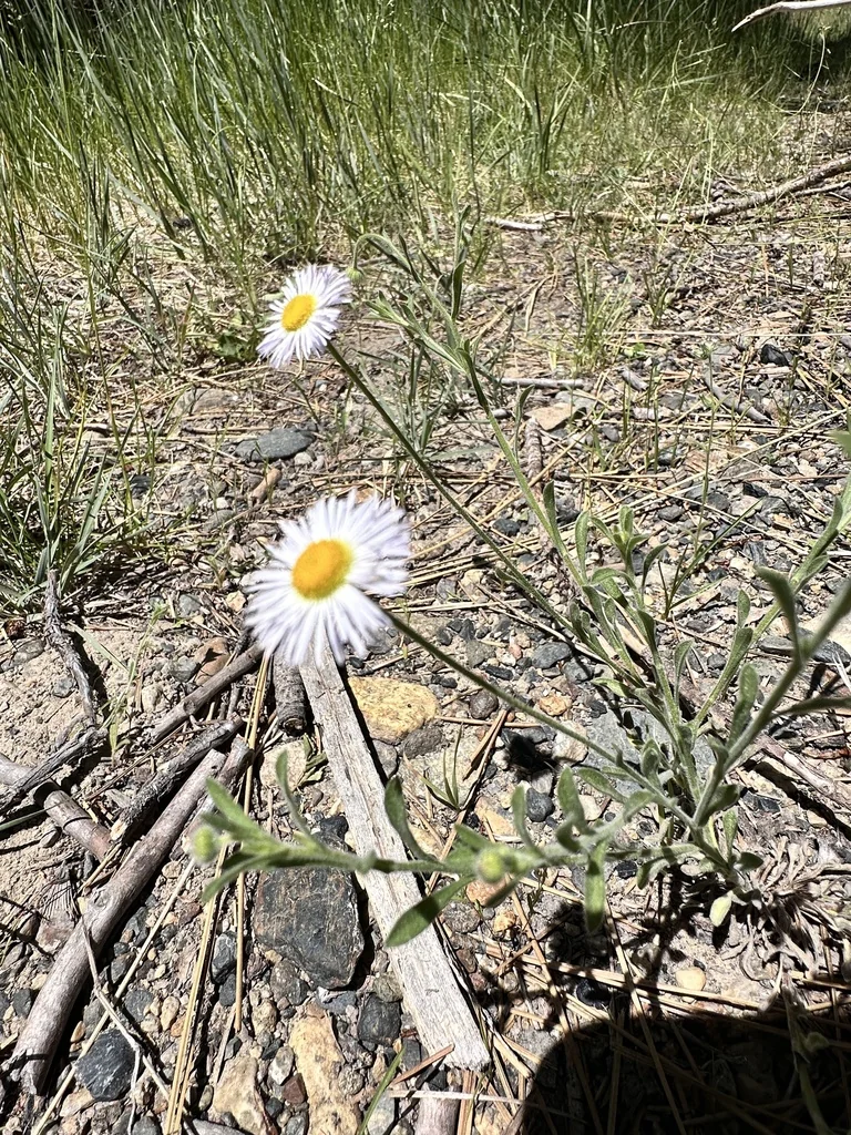 Erigeron Divergens
