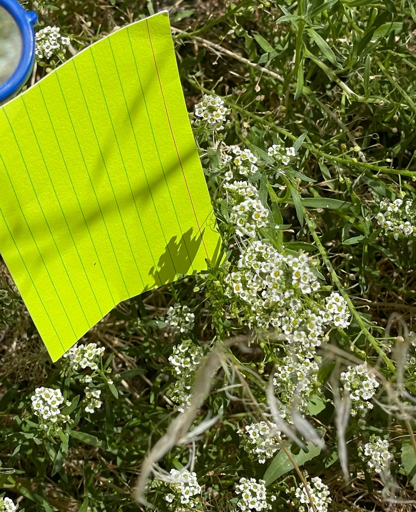 Lobularia maritima