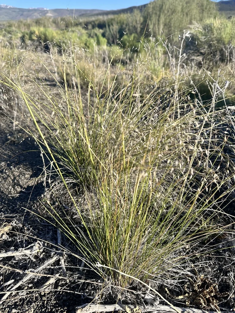 Achnatherum hymenoides