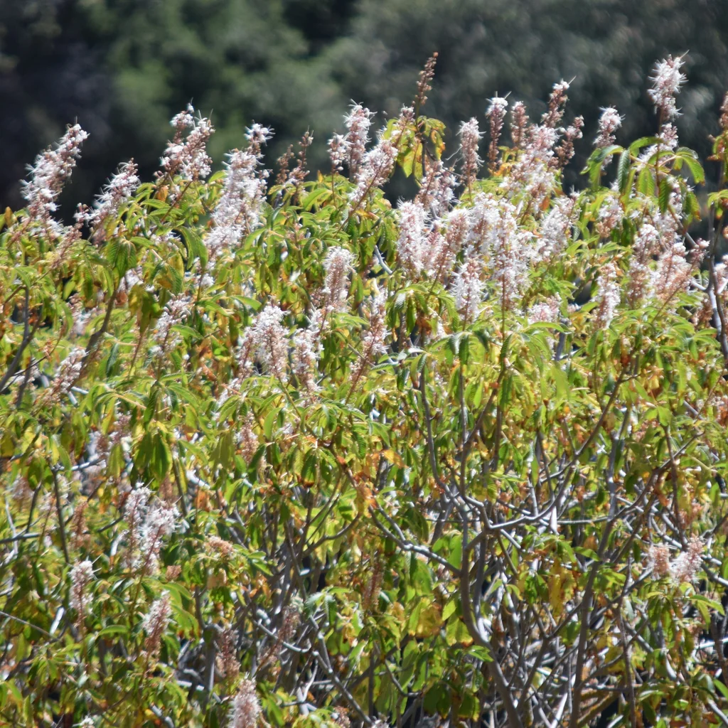 Aesculus Californica