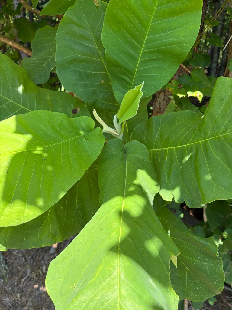 Magnolia Macrophylla