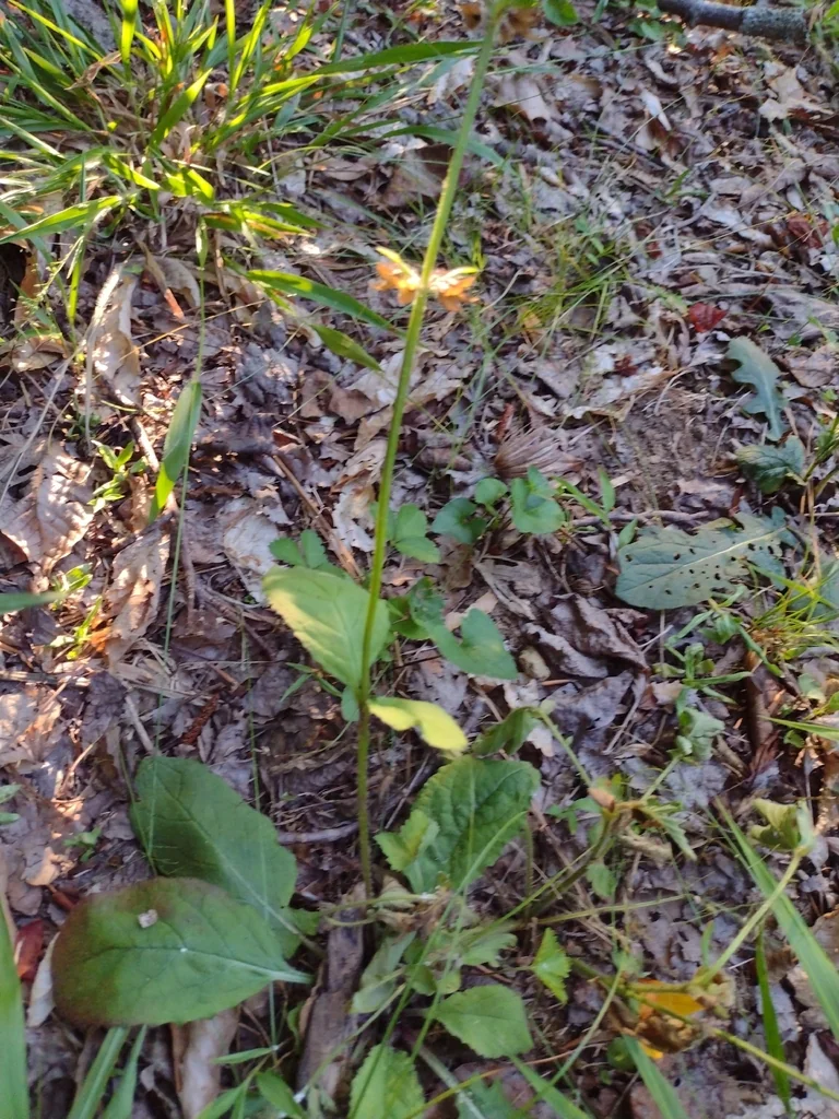 Salvia Lyrata