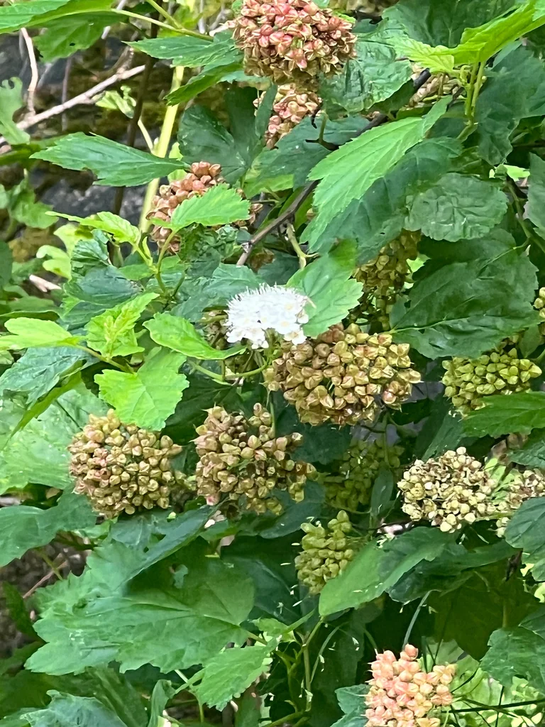Physocarpus opulifolius