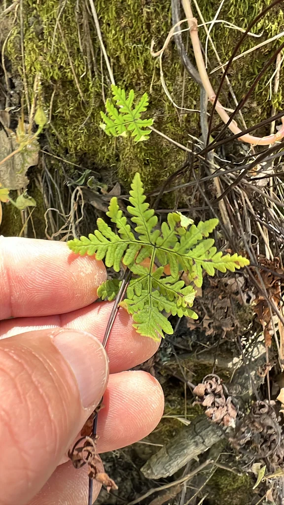Pentagramma Triangularis